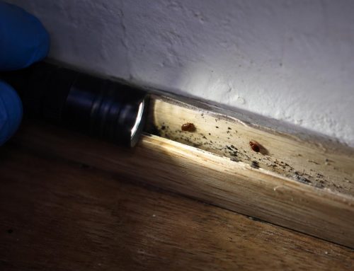 Cimici dei Letti sul Soffitto: 9 Cose da Sapere