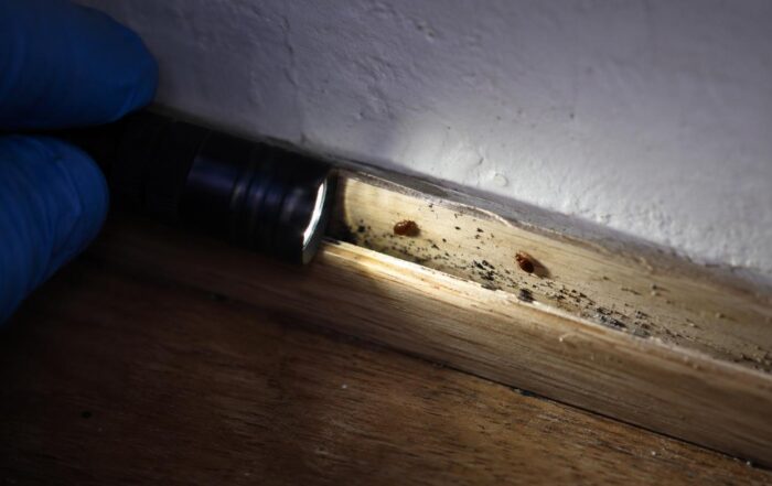 Cimici dei letti ed escrementi nella fessura tra battiscopa e muro di un appartamento, illuminate con torcia a luce radente durante un sopralluogo