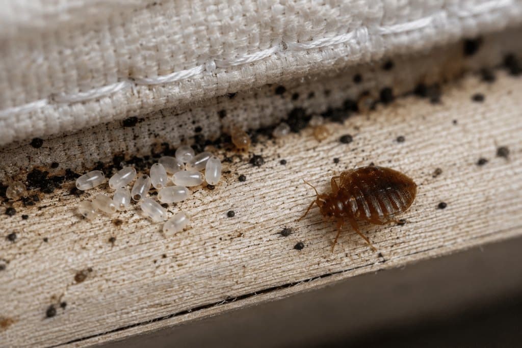 Spostare materasso e mobili — come le cimici dei letti si spostano tra le stanze