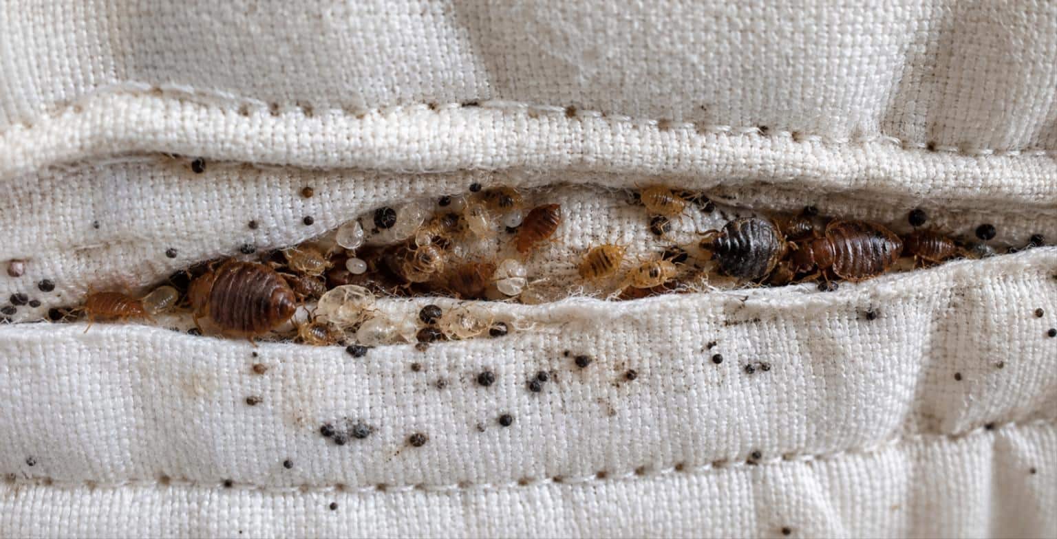 Colonia numerosa di cimici dei letti nella cucitura del materasso: solo cosi l’odore diventa percepibile
