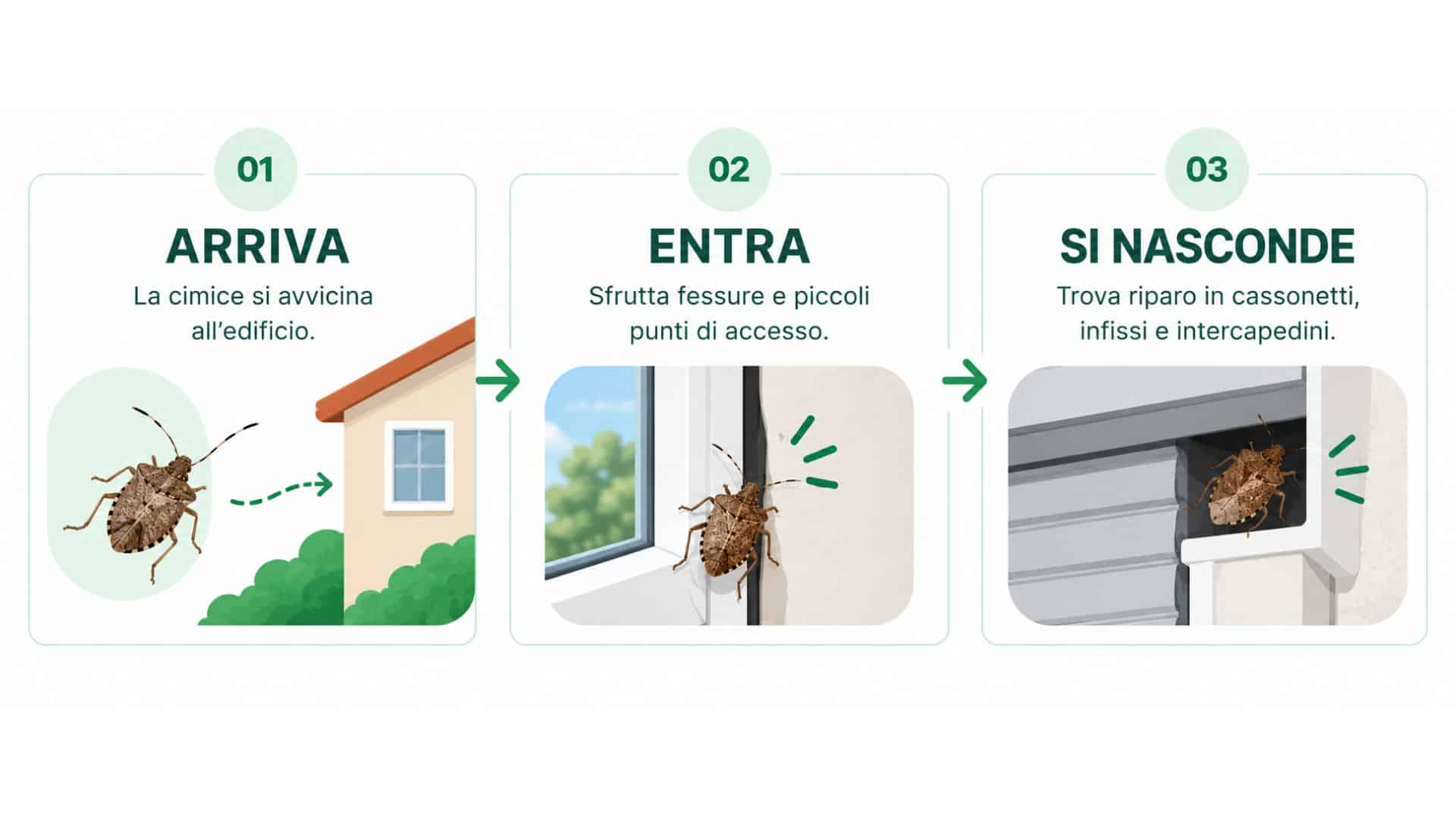 Come entra la cimice asiatica in casa: arriva, entra e si nasconde