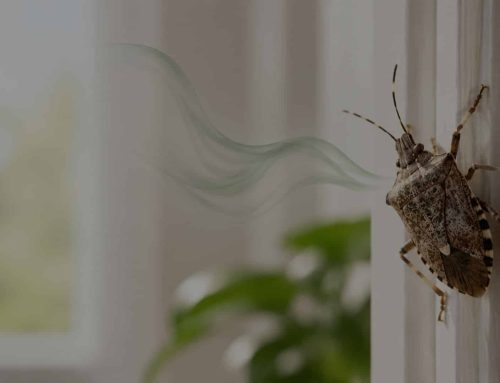Nido di cimici in casa: esiste davvero? Dove si radunano e cosa fare