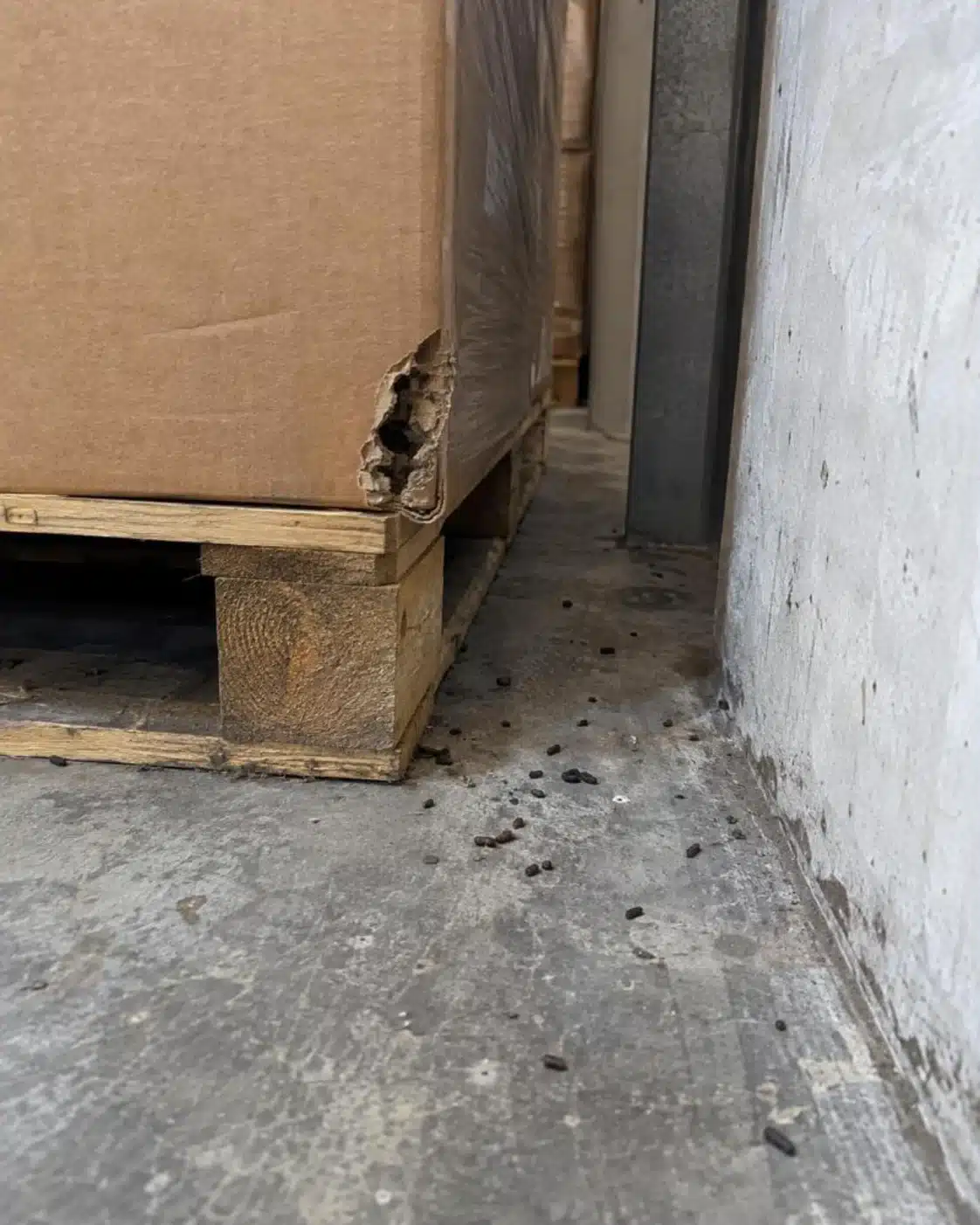 Danni da roditori: cartone rosicchiato ed escrementi accanto a un pallet in magazzino