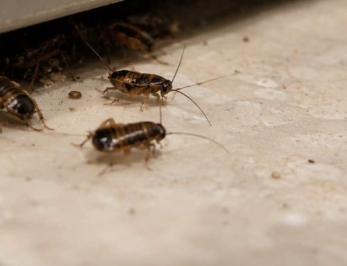 Ninfe di blatta: cosa sono le blatte piccole senza ali