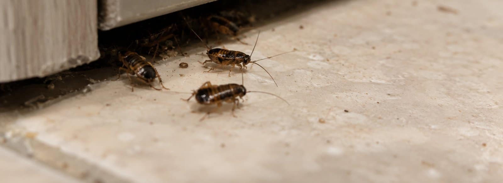 Piccole ninfe di blatta vicino alla fessura di un mobile da cucina