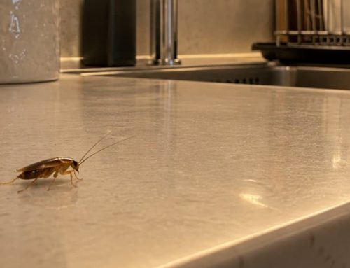 Le blatte sono pericolose? Cosa dicono davvero le fonti tecniche