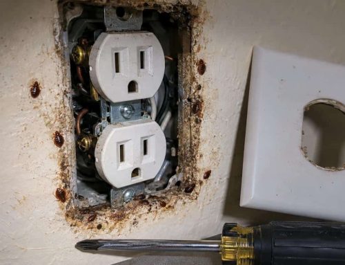 Cimici dei letti nelle prese elettriche: cosa fare (2026)