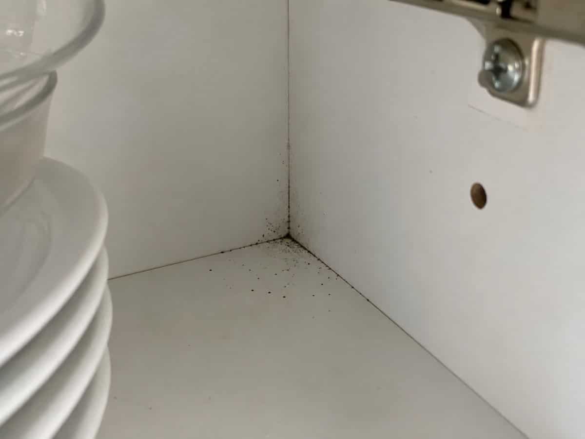 Puntini neri simili a granelli di pepe nell’angolo interno di un pensile da cucina