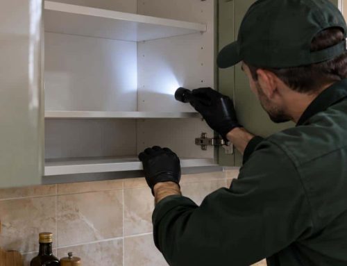 Quanto vivono le blatte in casa? Il ciclo reale