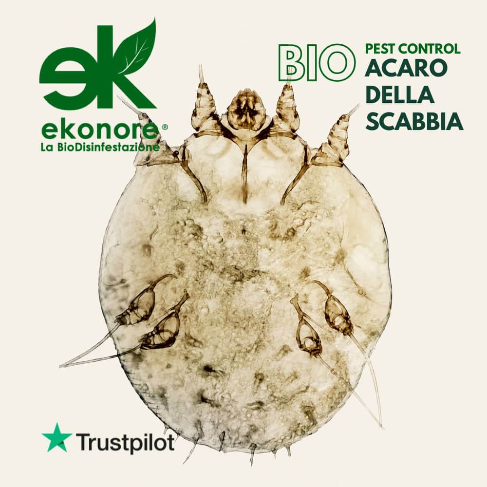 acaro della scabbia