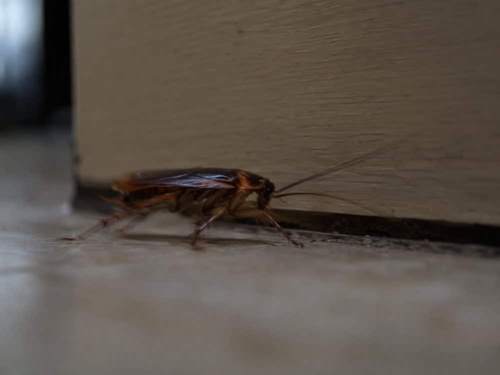 Scarafaggio che corre rasente al pavimento lungo lo zoccolo di un mobile, con leggero effetto mosso
