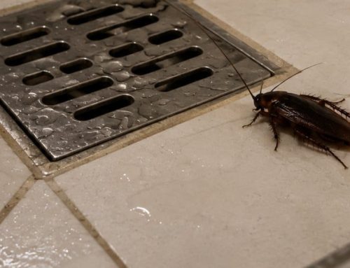Blatte negli scarichi: da dove salgono e come fermarle