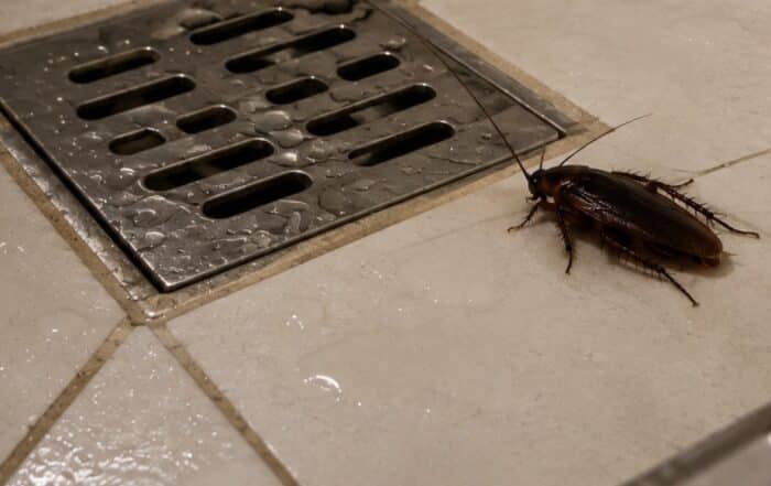 scarico doccia bagno notte blatta