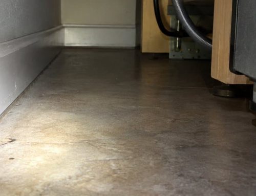 Dove fanno il nido le blatte: perché un vero nido non esiste e come trovare i rifugi