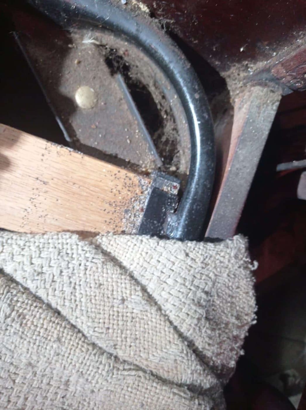 Tubi e intercapedini — come le cimici dei letti si spostano tra le stanze
