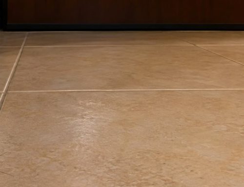Ho trovato una blatta in casa: è un’infestazione? Le 4 domande per capirlo
