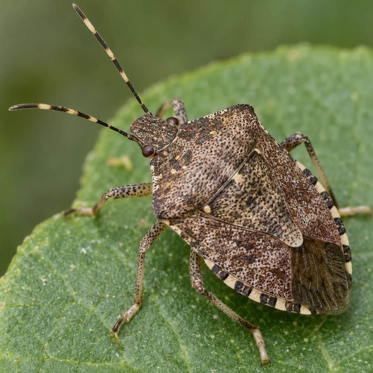 Cimice asiatica Halyomorpha halys su una foglia: il rostro serve a pungere i tessuti delle piante