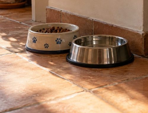 Blatte e animali domestici: ciotole, lettiera e cosa fare