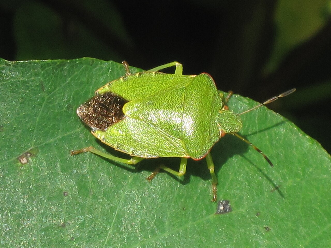 Cimice verde comune Palomena prasina su una foglia