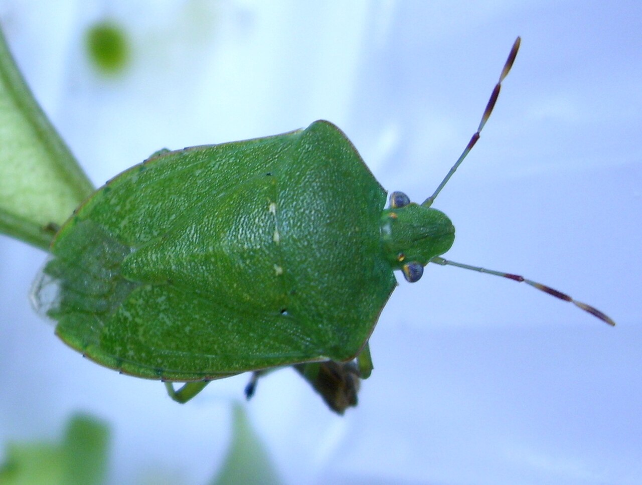Cimice verde del sud (Nezara viridula) adulta
