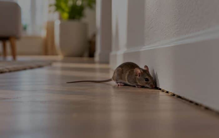 header topi in casa