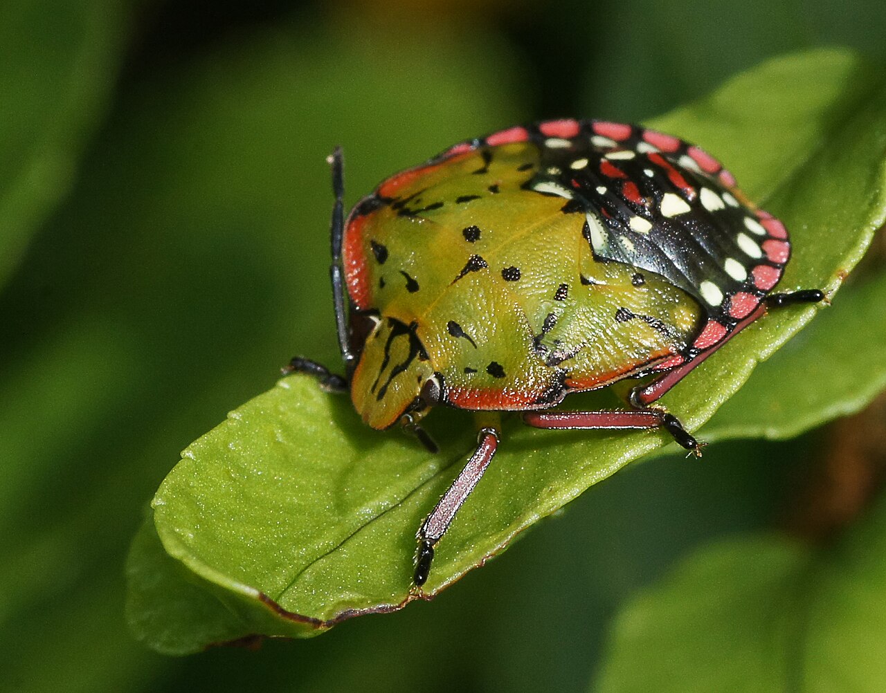 Neanide di cimice verde Nezara viridula su una foglia