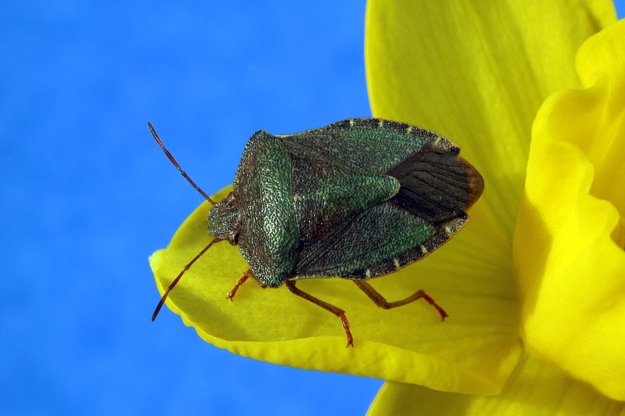 Cimice verde comune con la colorazione autunnale