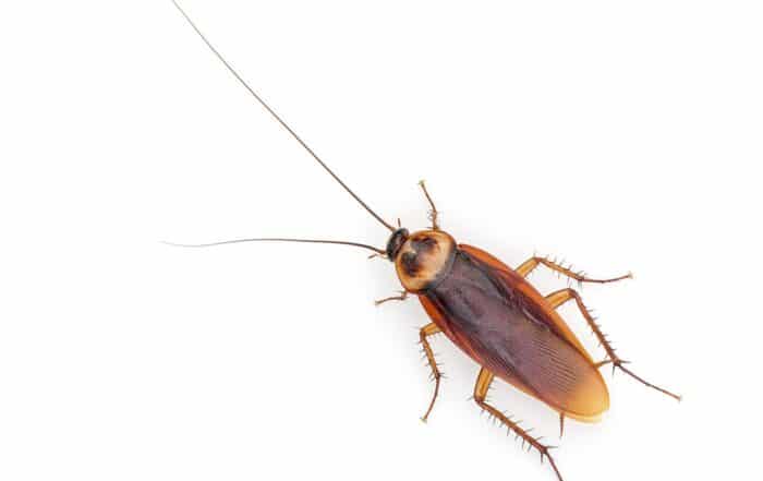 Periplaneta americana adulta vista dall'alto, bruno-rossiccia con bordo chiaro sul pronoto
