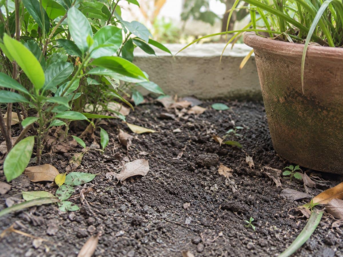 Terreno e foglie in un giardino accanto a un vaso