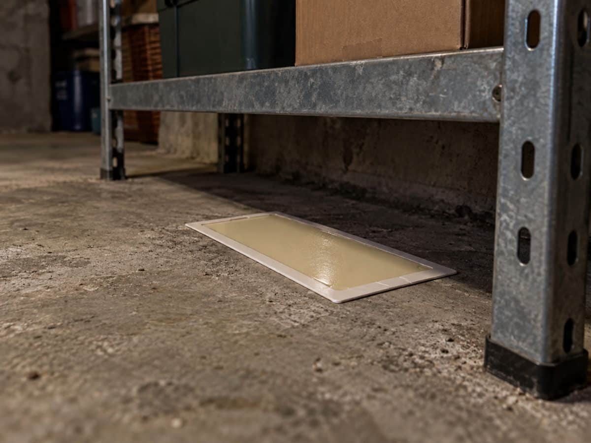Trappola adesiva di monitoraggio sul pavimento sotto uno scaffale di cantina