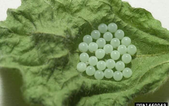 Uova di cimice asiatica (Halyomorpha halys) deposte a gruppo sulla pagina di una foglia